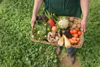 Cách trồng rau xanh organic siêu hiệu quả tại nhà bạn đã biết chưa?